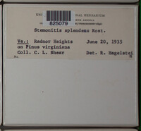 Stemonitis splendens image